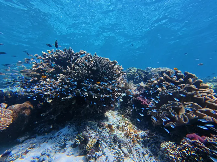 Healthy hard coral garden at Batu Bolong