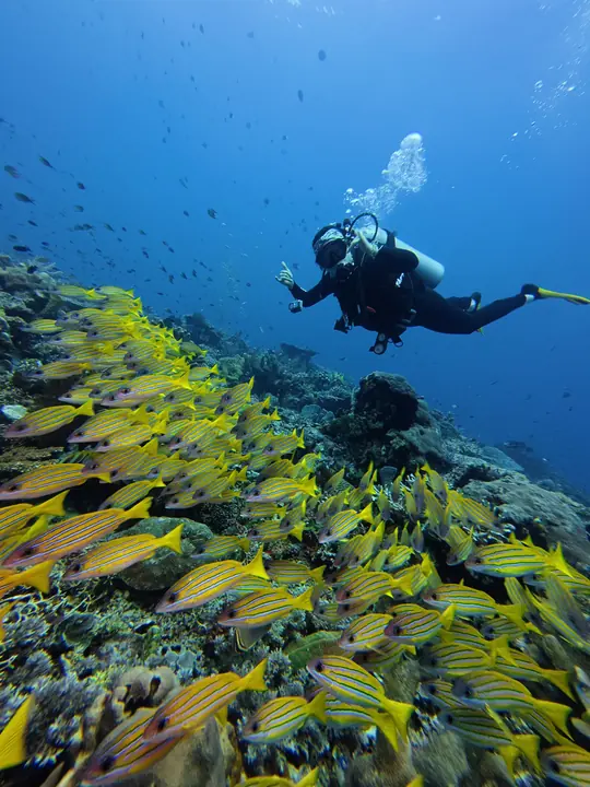 Diver above a dense school of fish at Crystal Rock