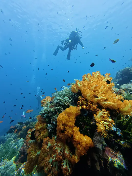 Diver over orange soft coral