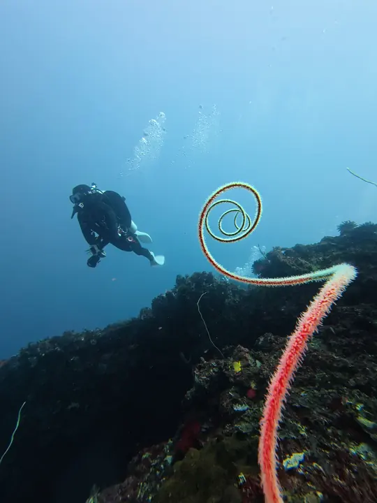 Diver beside a spiral whip coral
