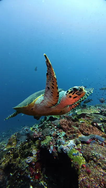 Hawksbill turtle swimming over a coral reef