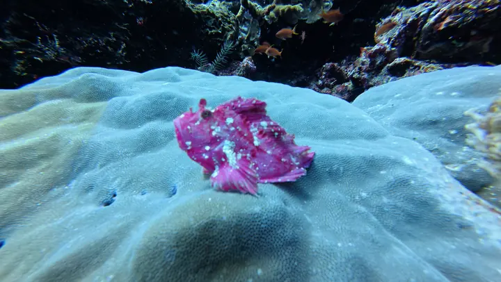 Small pink critter on coral, a macro photography subject