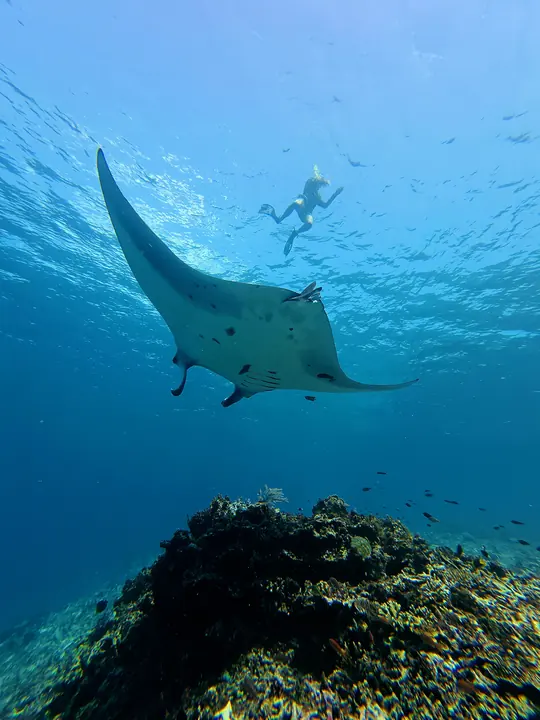 Manta ray swimming above a diver at Manta Point, Komodo