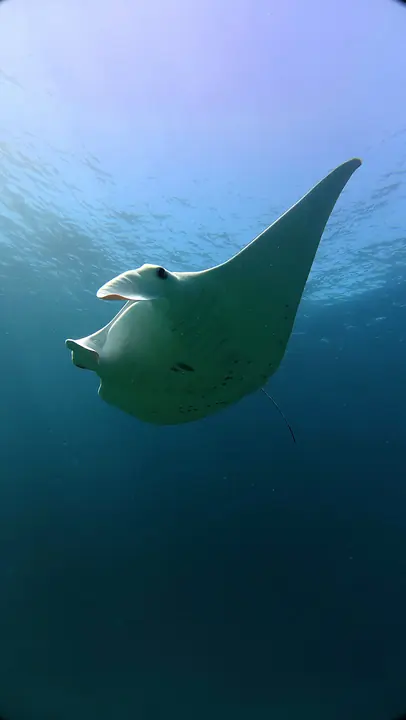 Manta ray close-up in Komodo