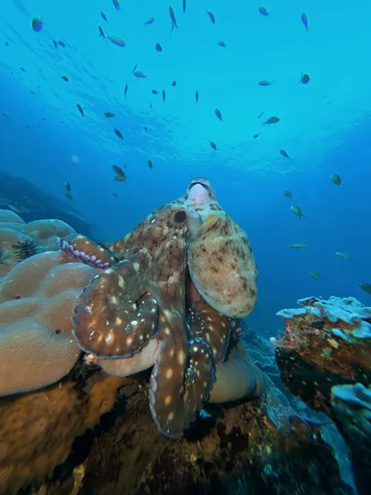 Octopus resting on a coral reef