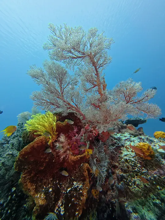 Sea fan and soft coral