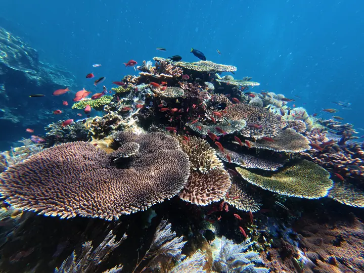 Table coral and reef fish