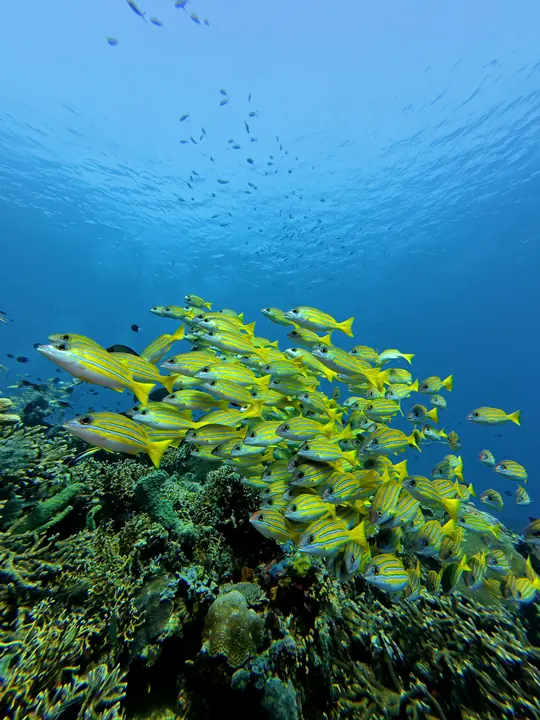 School of yellow snapper over a Komodo reef